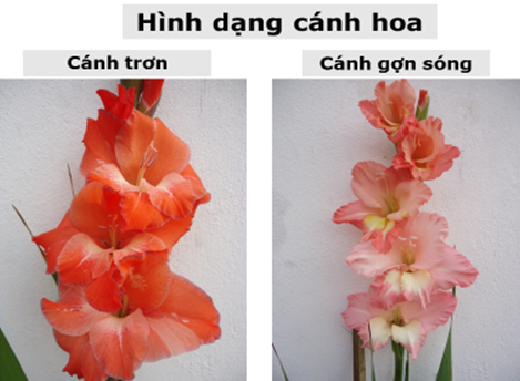 hình dang canh_1665110899.png